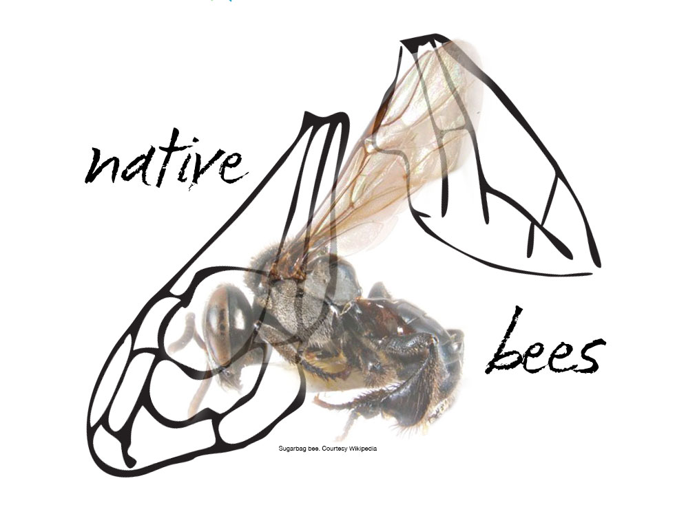 native bee bdrop