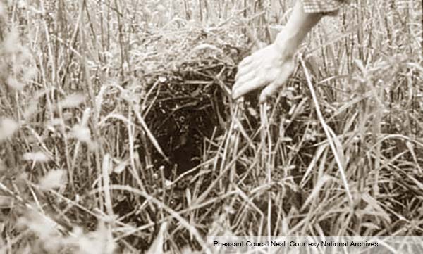 pheasant coucal nest 